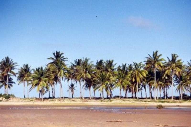 Palm trees