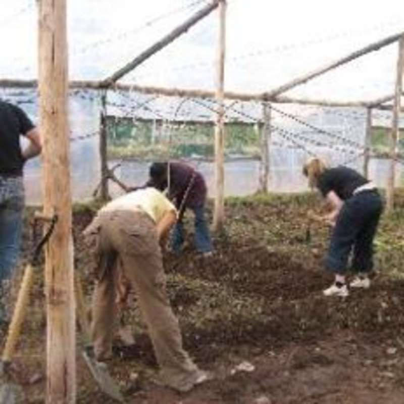 People working in a greenhouse, tending to plants & using tools to maintain their growth and health