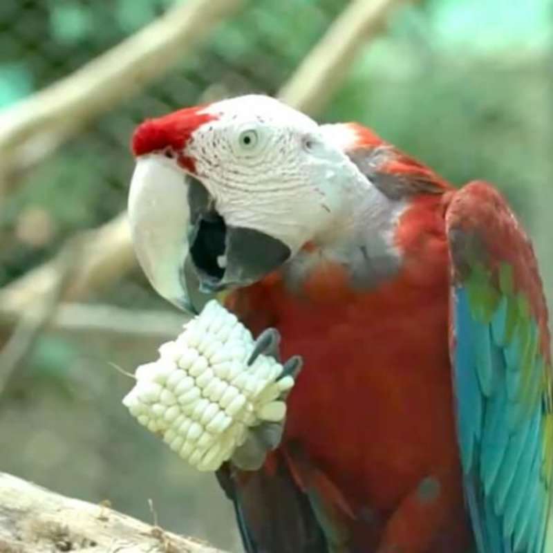 GoEco - Peruvian Endangered Animals Sanctuary