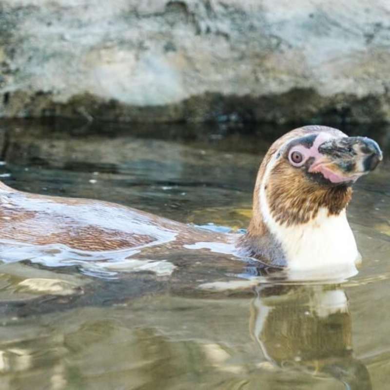 GoEco - Peruvian Endangered Animals Sanctuary