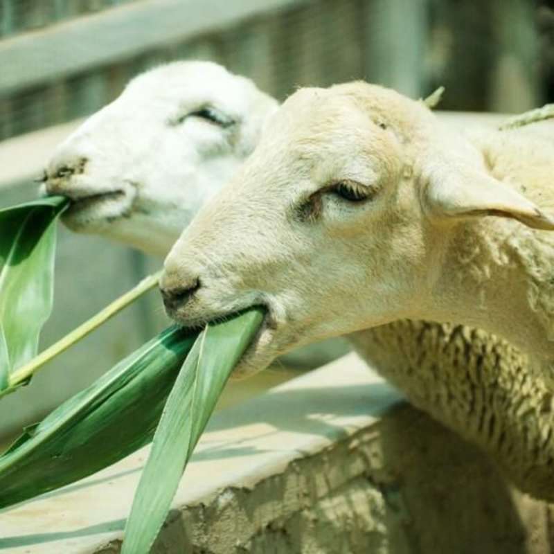 GoEco - Peruvian Endangered Animals Sanctuary