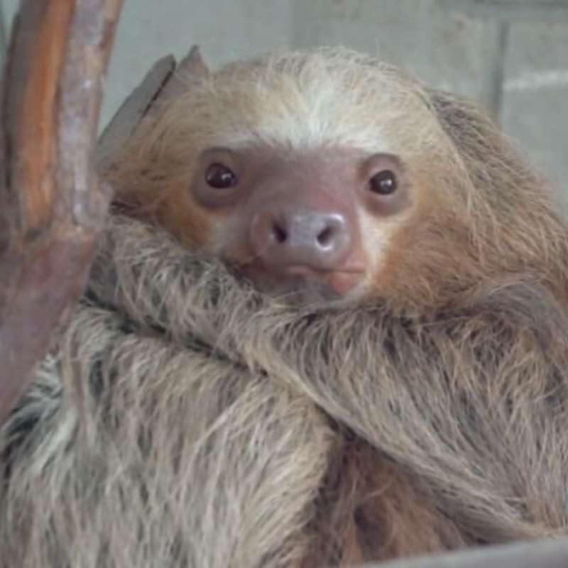 GoEco - Peruvian Endangered Animals Sanctuary