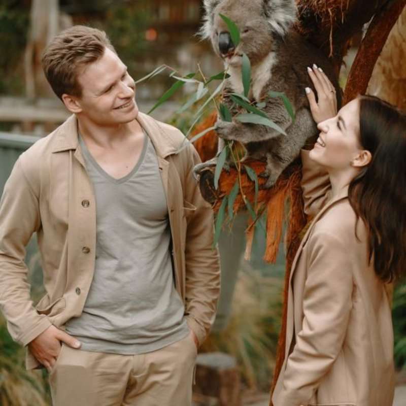 Koala SanctuaryInternship