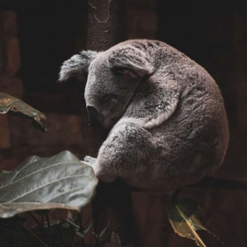 Koala SanctuaryInternship