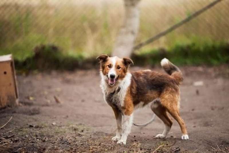 Animal Care Internship