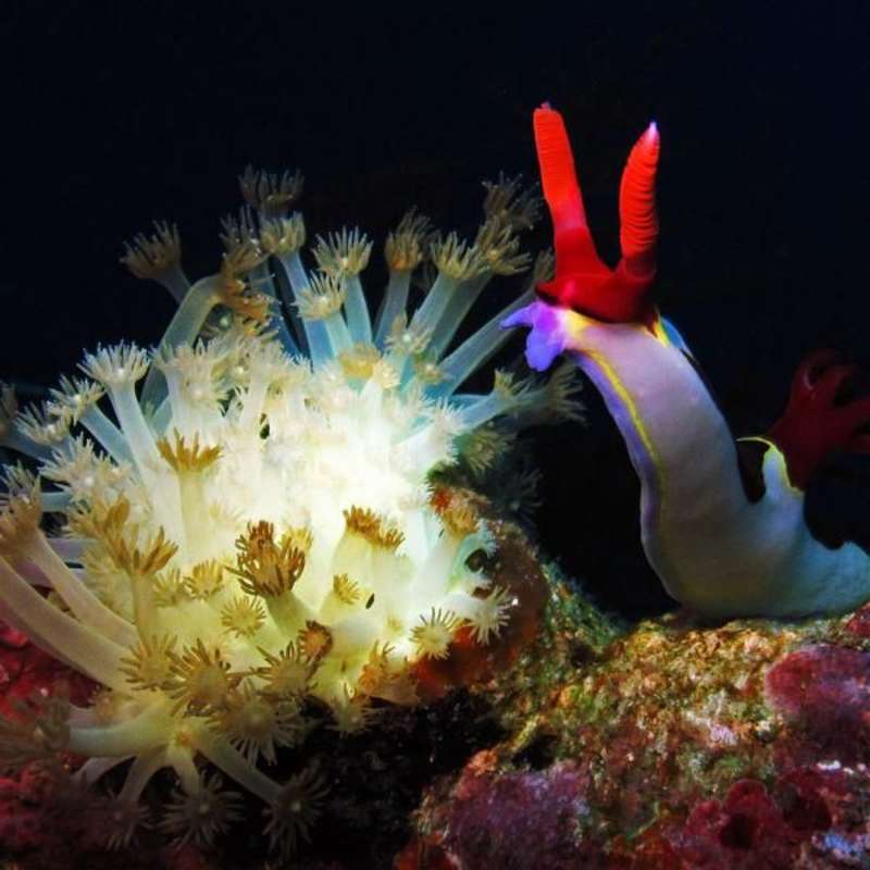 Volunteer in Marine Conservation