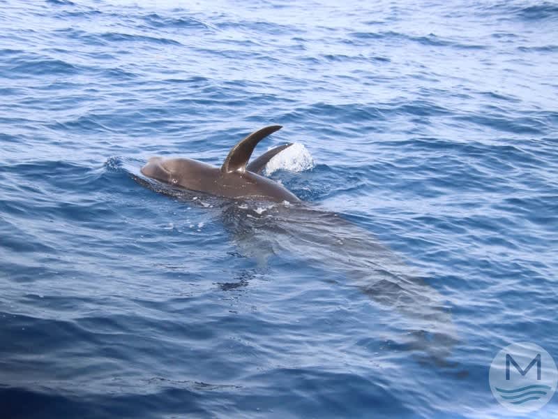 Pilot whale at the surface in the Teno-Rasca Marine Reserve