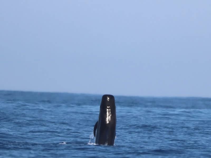 Pilot whale breaching off the Tenerife coast