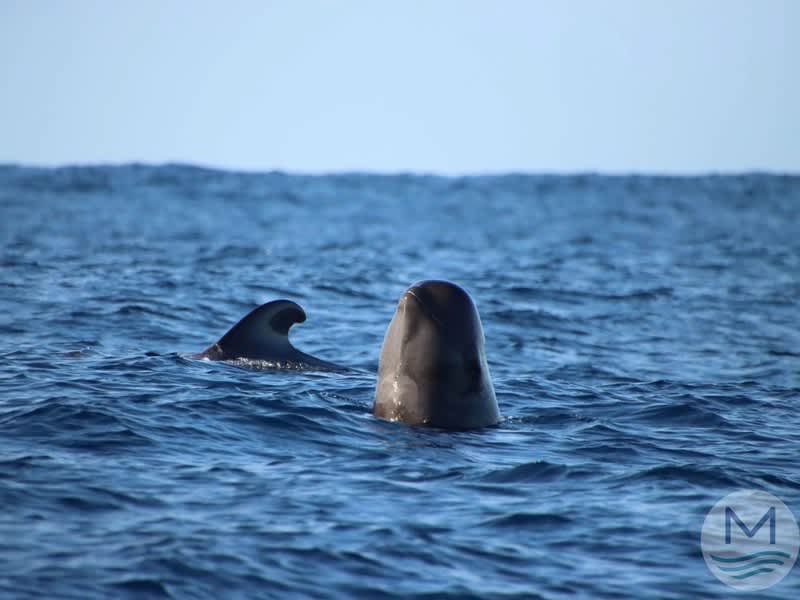Pilot whale spy-hopping beside a second whale, Tenerife