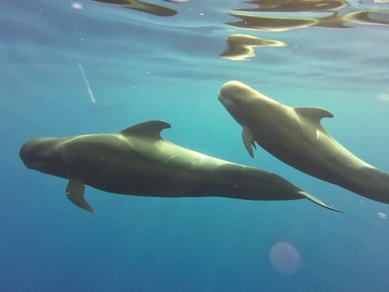 Pilot whales swimming below the surface off Tenerife