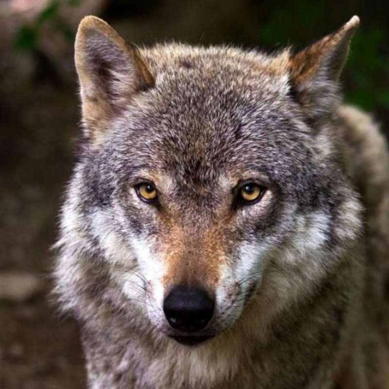 Portugal - Wolf Conservation and Lisbon Experience