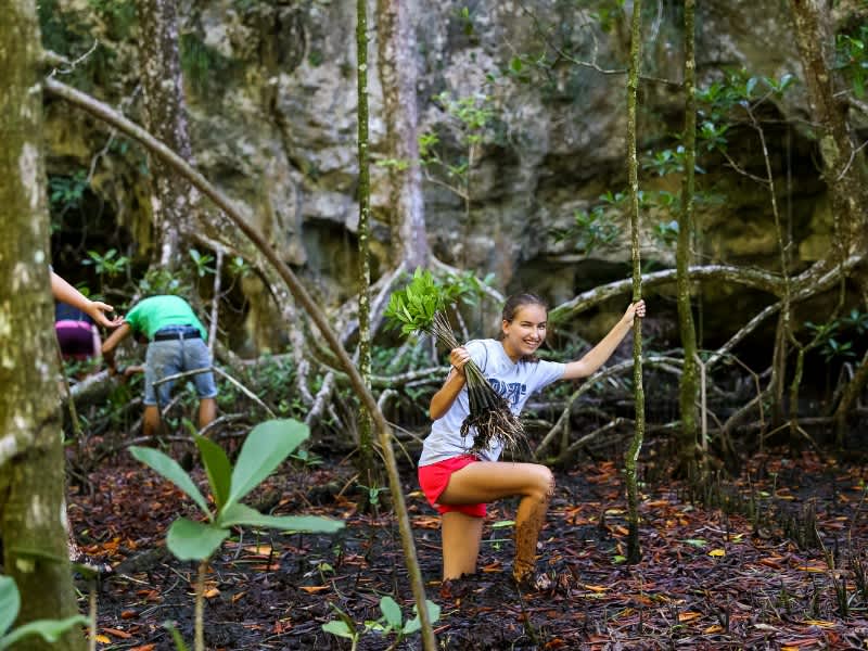 Planting mangroves