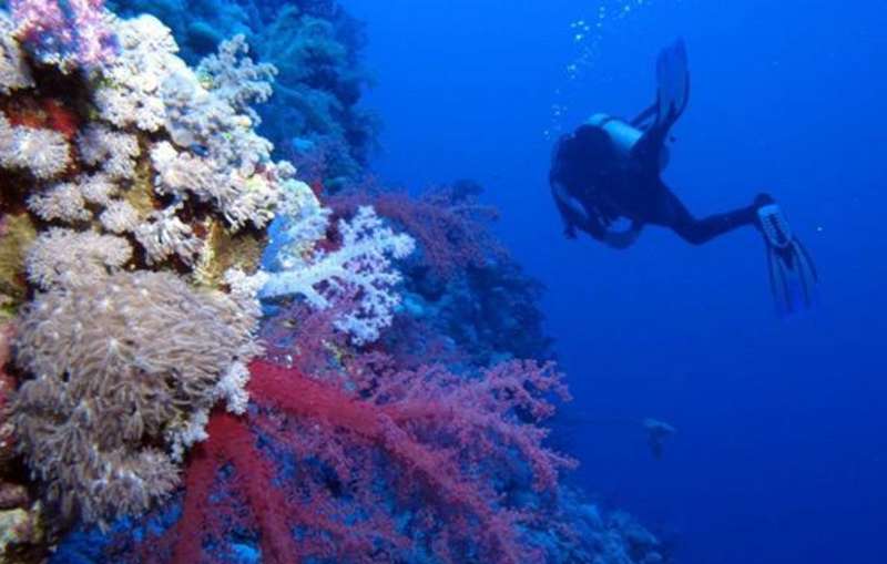 A volunteer working on marine conservation