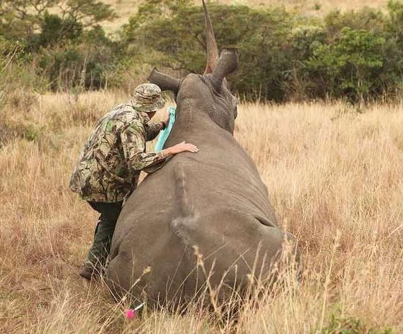 South Africa - Pre-Vet Wildlife Internship