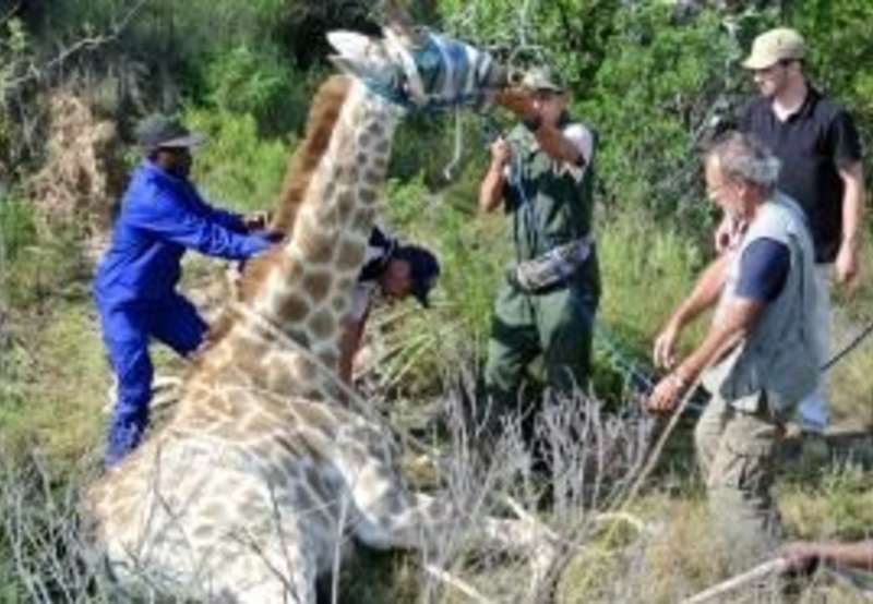 South Africa - Pre-Vet Wildlife Internship