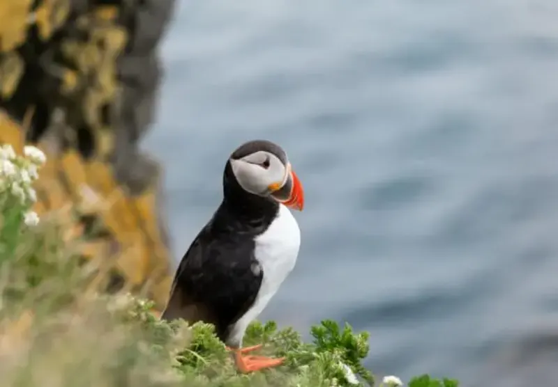 Puffin