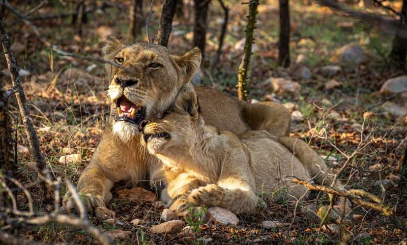 Lions in Kruger