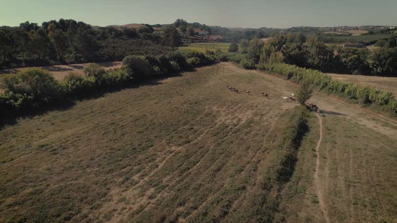 Reforestation and Conservation Internship in Portugal