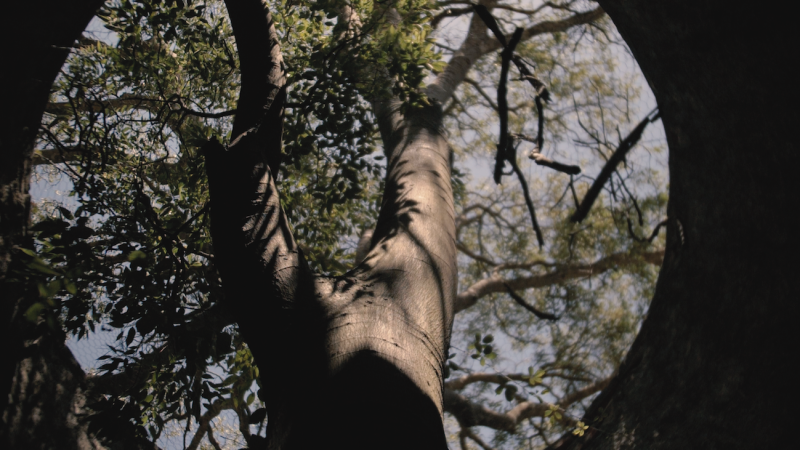 Reforestation and Conservation Internship