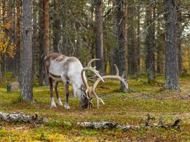 Reindeer in the forest in Finland