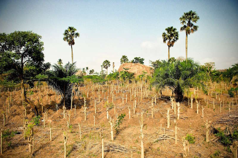Remote Communications Internship in Agroforestry2