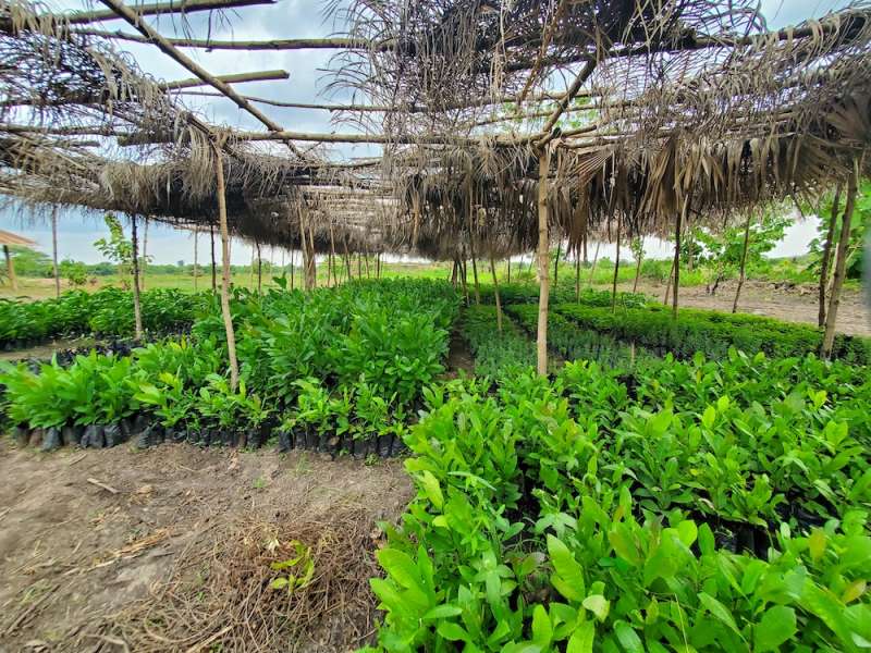 Remote Communications Internship in Agroforestry3