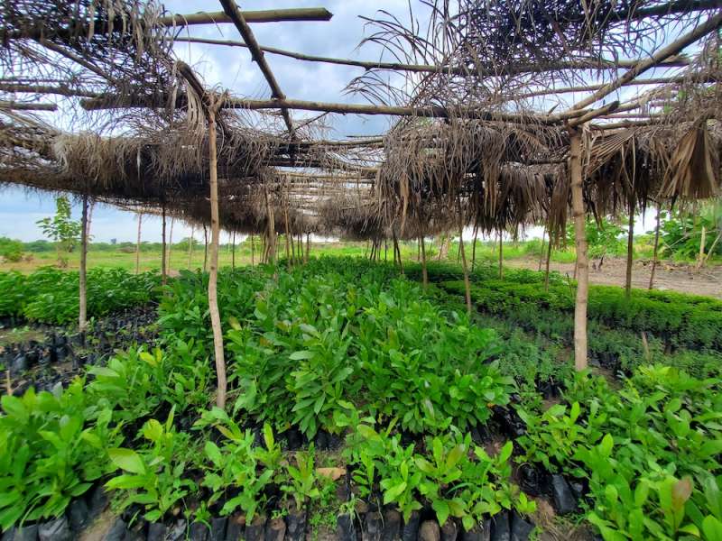 Remote Communications Internship in Agroforestry4