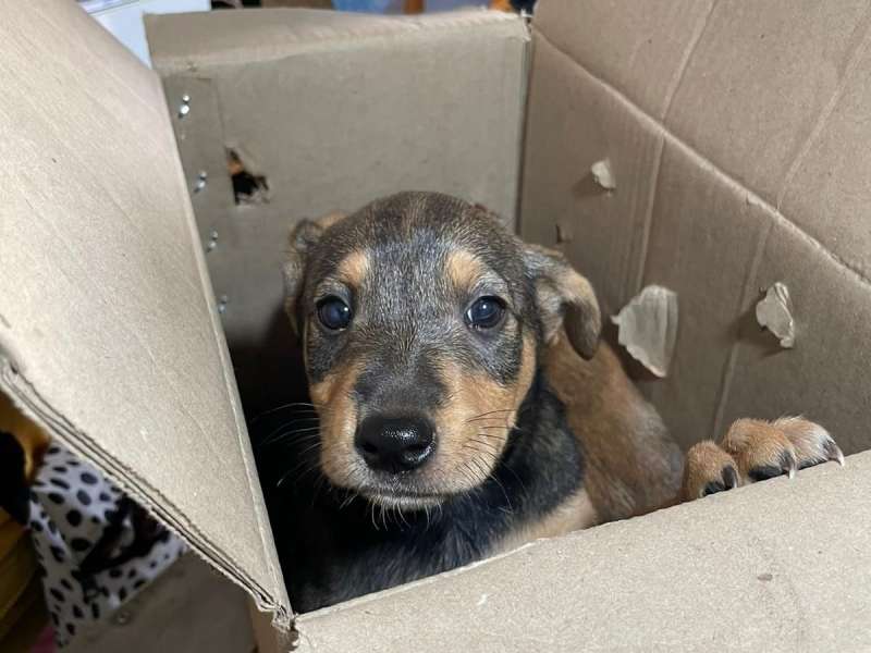 Rescue puppy - Animal Welfare & Rescue Volunteering