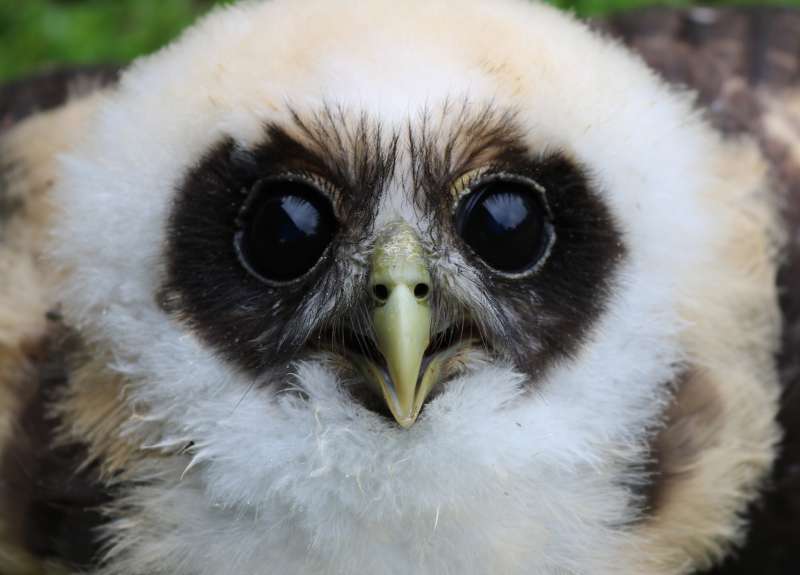 Rescued Owl