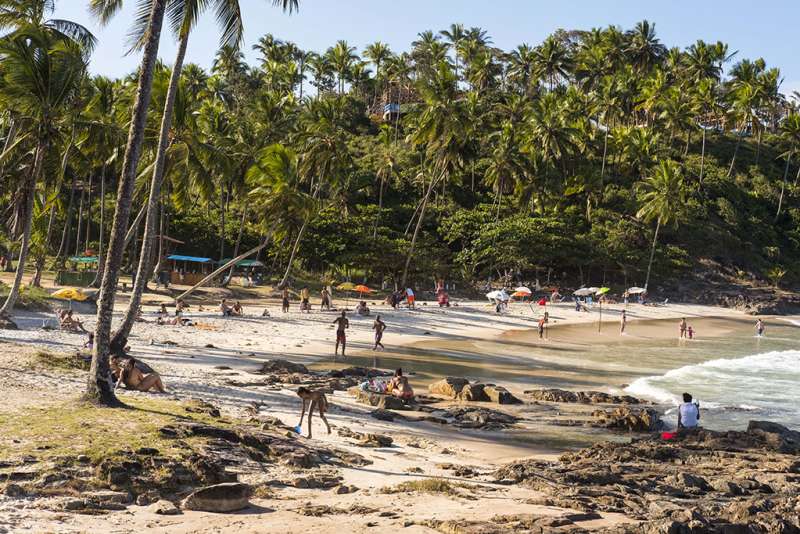Research and Nature Conservation Internship in Brazil