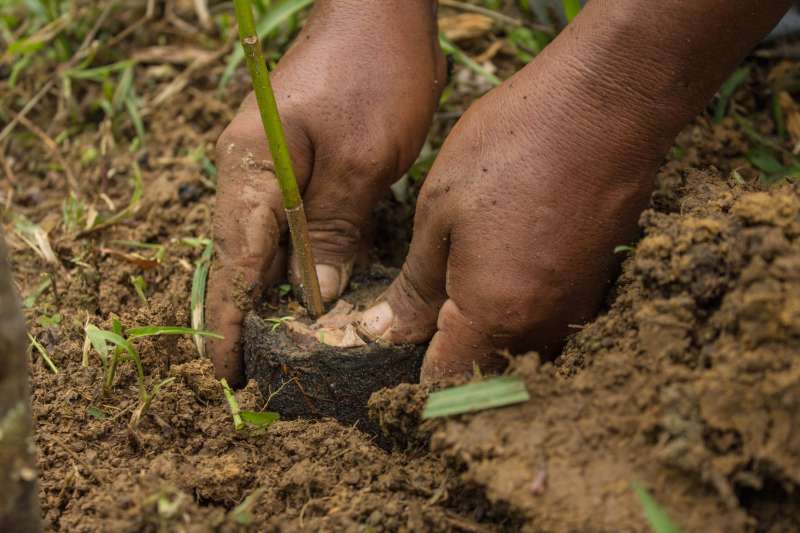 Planting a tree