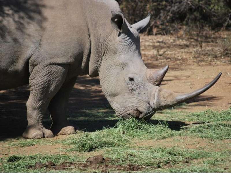 Rhino in Botswana