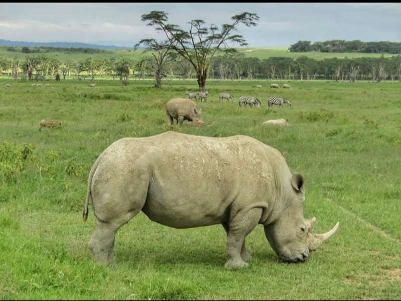 Rhino 