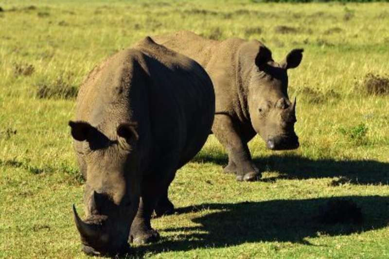 two rhinos