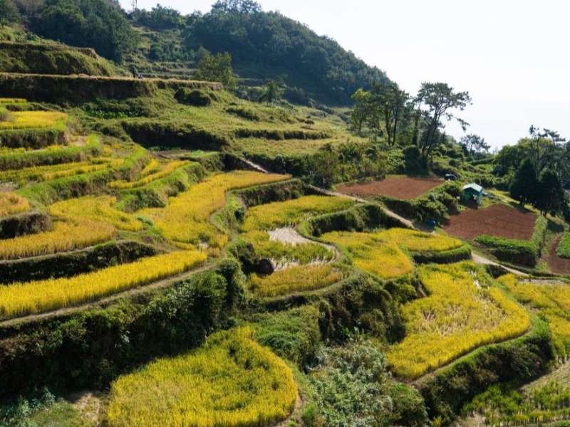 Rice paddy fields in South Korea