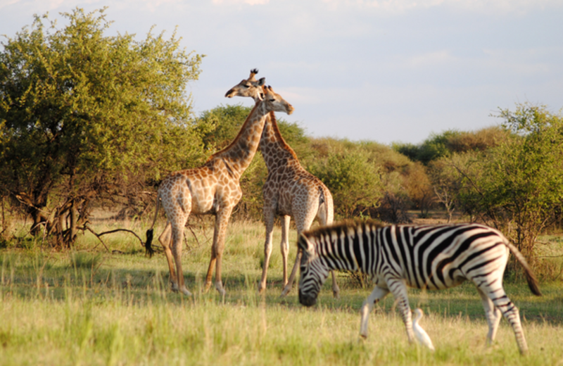 Wildlife in South Africa Dinokeng Game Reserve