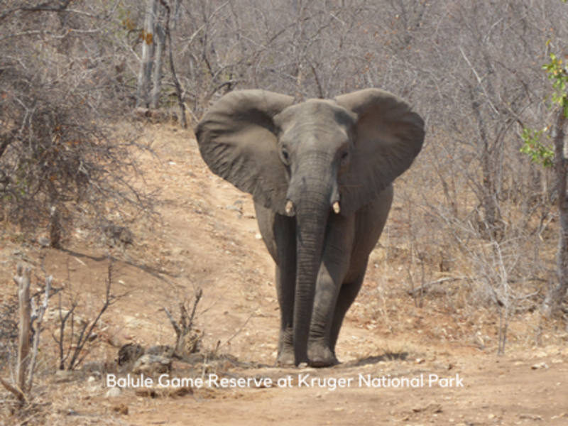 Elephant Balule Game Reserve at Kruger National Park