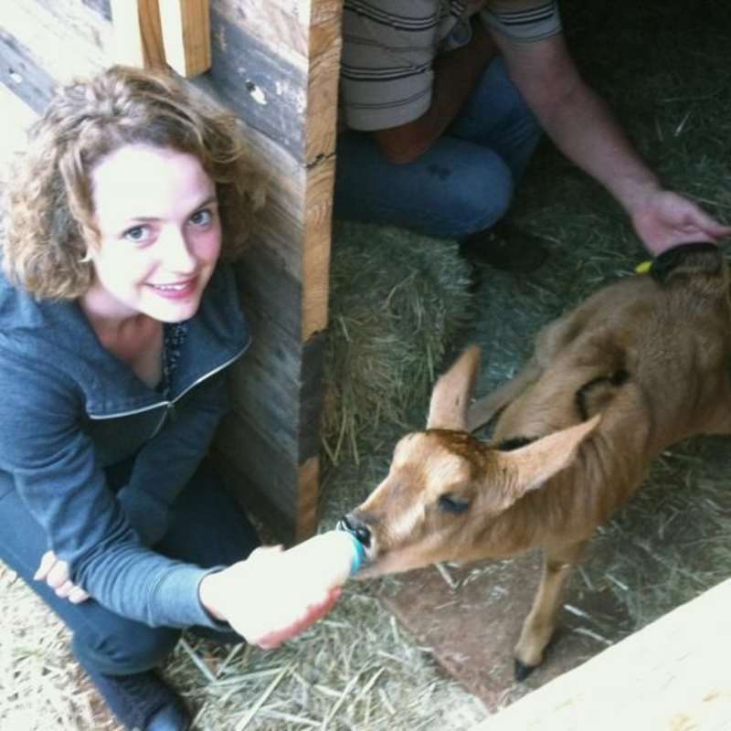 Veterinary Internship
