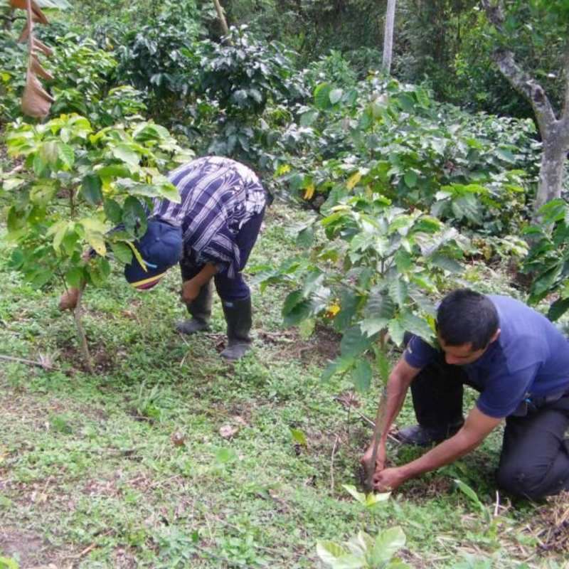 Coffee farm volunteering