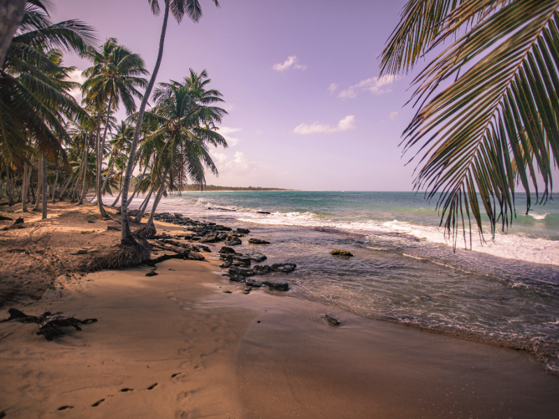 Scenic view of a palm-lined beach in Playa Tamarindo, Costa Rica, with golden sand, gentle waves, and a purple-tinted sky creating a peaceful tropical atmosphere.
