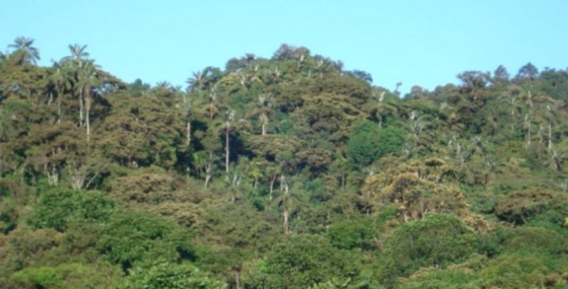 Agro Forestry and Environmental Conservation in Ecuador — photo 3
