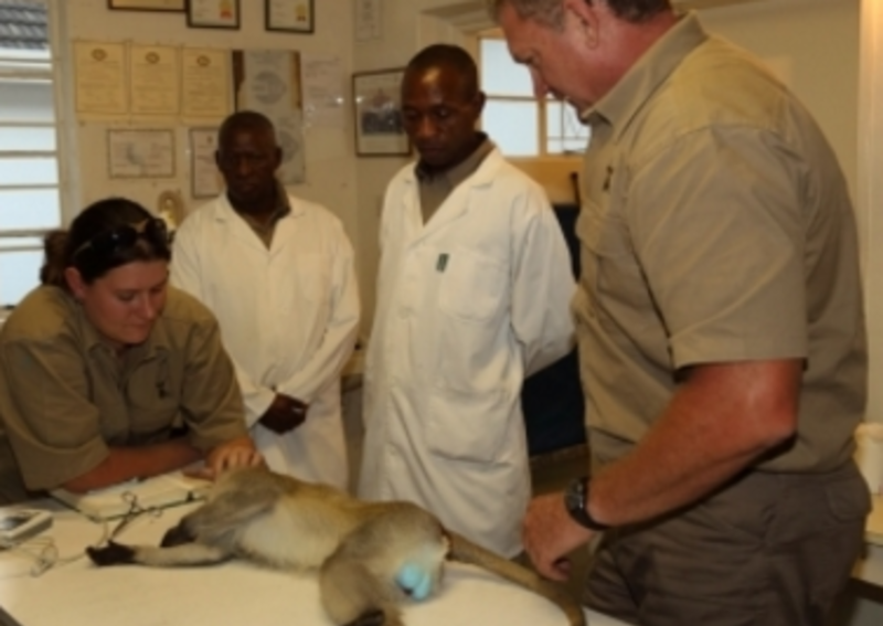 Pre-vet Wildlife Rescue and Rehabilitation Placement — photo 2