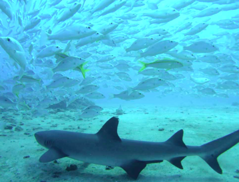 Expedition and Dive Instructor Training 