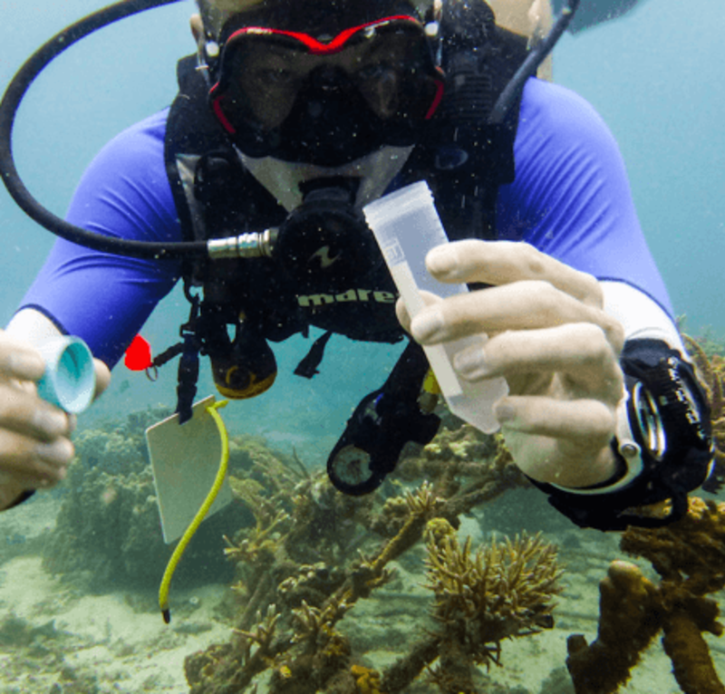 Marine Conservation Thailand 