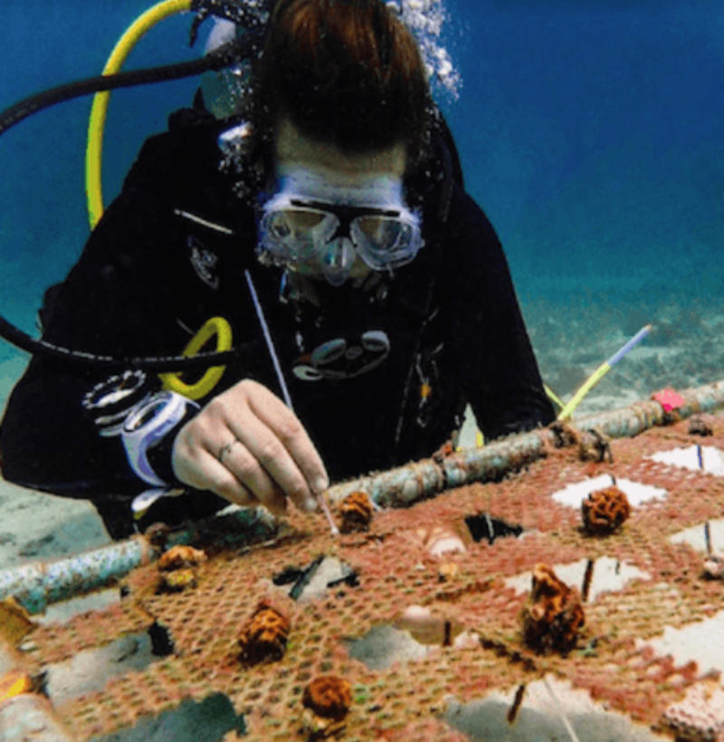 Marine Conservation Thailand 
