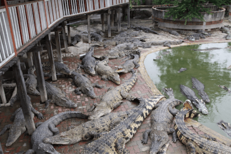 Crocodile Park Internship