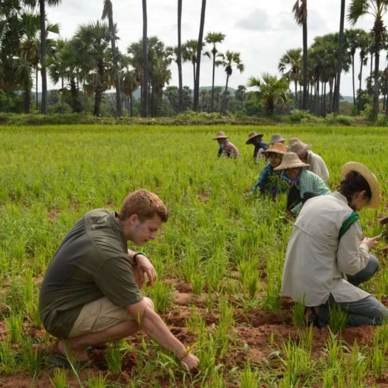Rice farming in Myanmar