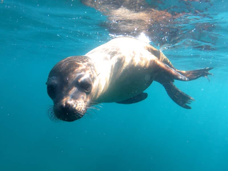 Sea Lion swimming