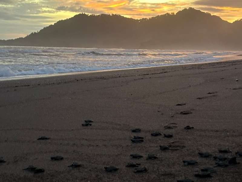 Sea turtle conservation in Costa Rica