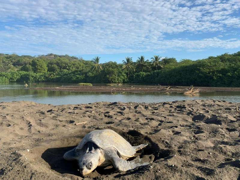Sea turtle conservation in Costa Rica